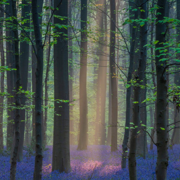 Blauer Wald