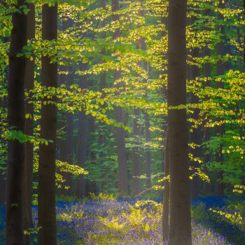 Blauer Wald