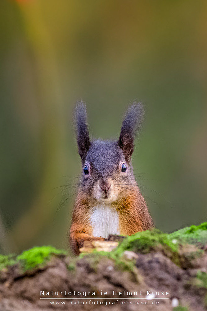 Tierfotografie