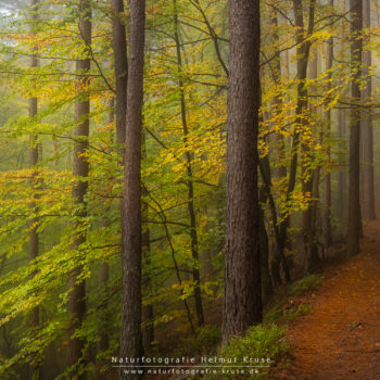 Landschaftsfotografie im Wald