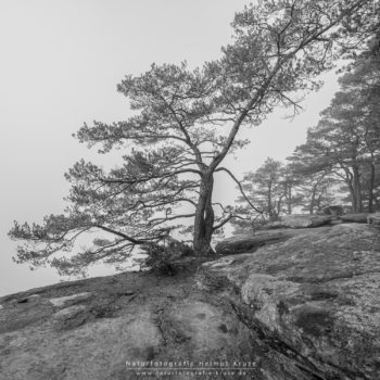 Landschaftsfotografie im Wald