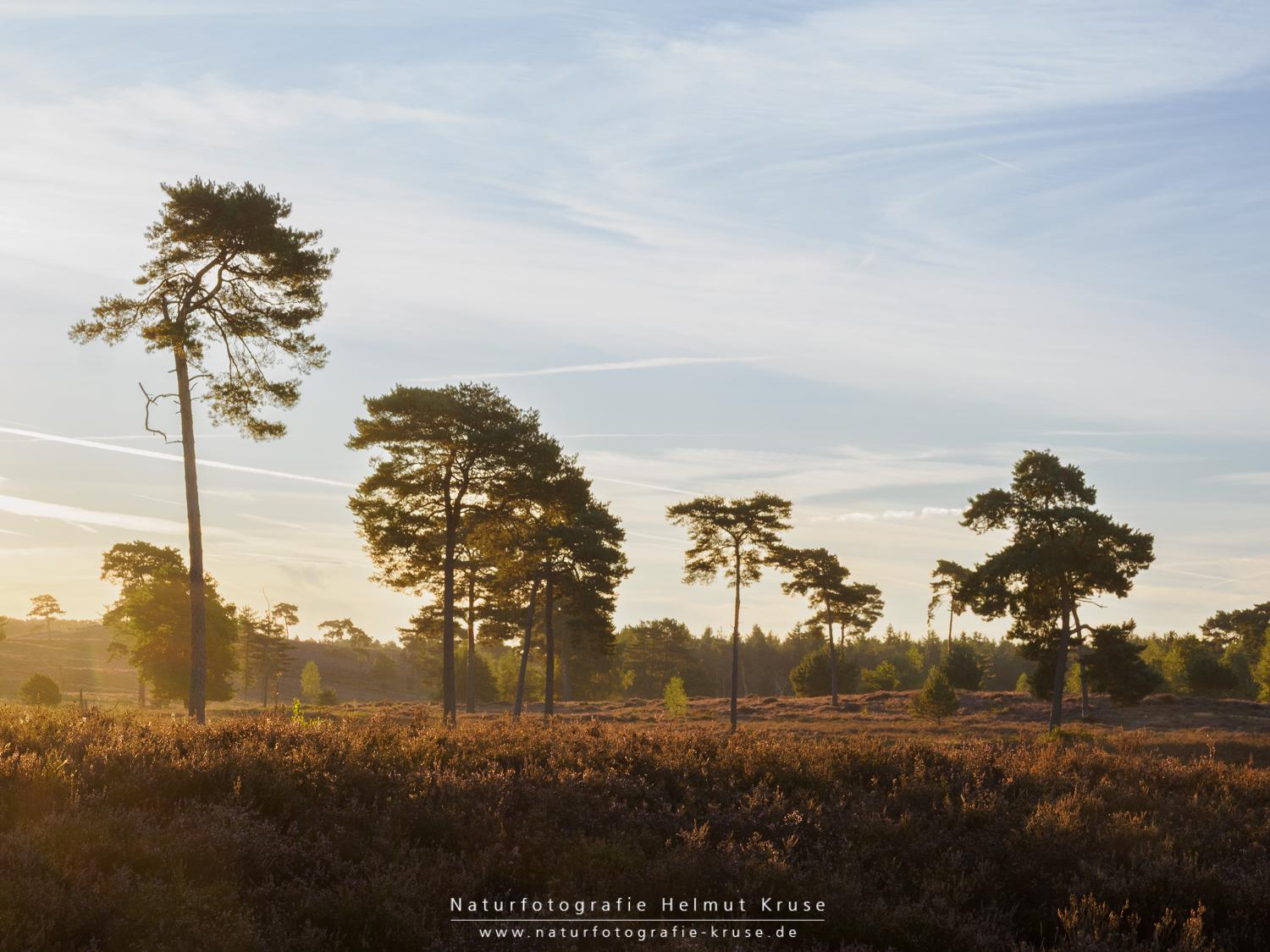 Fotoworkshop "Landschaftsfotografie im Nationalpark De Maasduinen" Fotoworkshop Landschaftsfotografie De Maasduinen