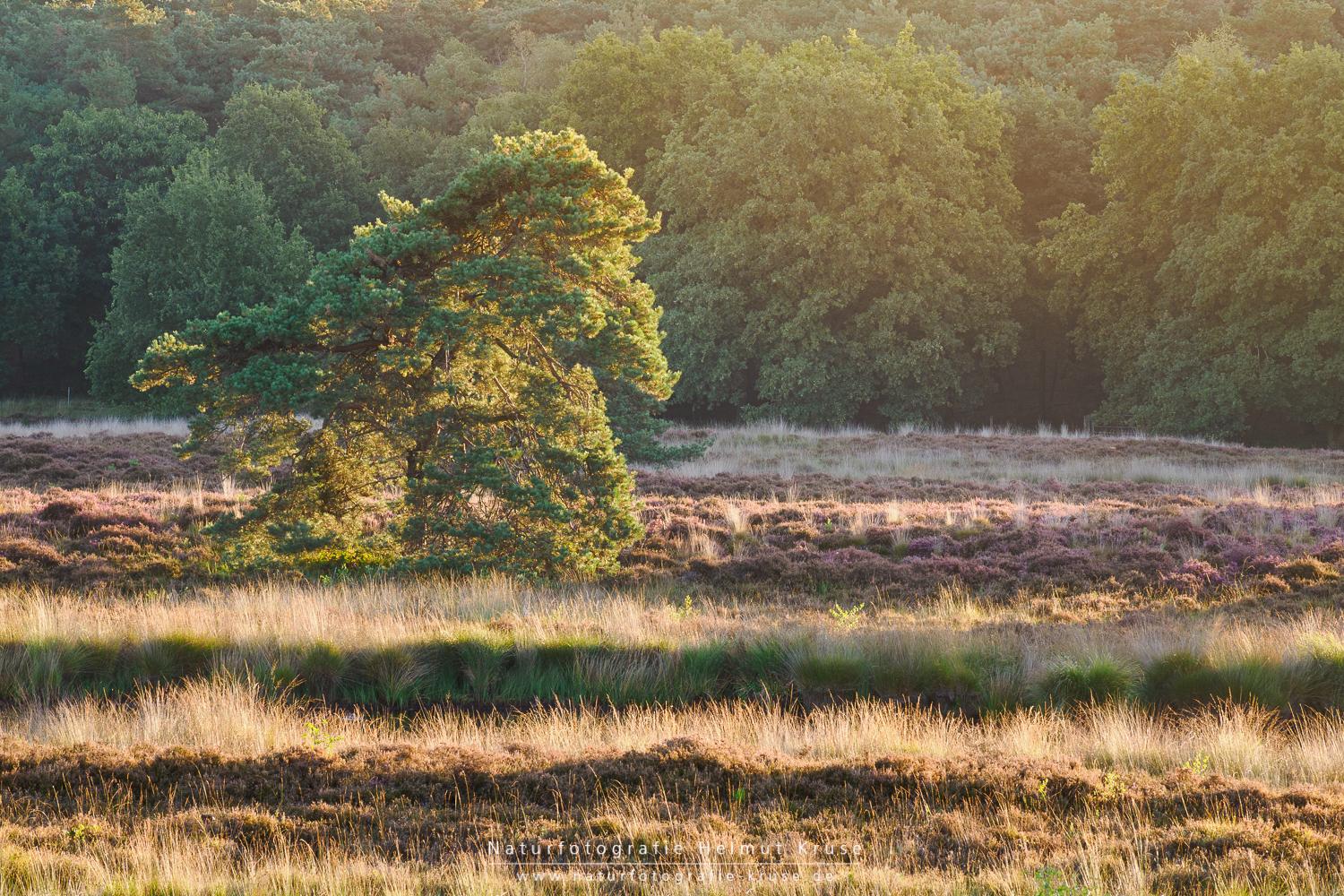 Fotoworkshop "Landschaftsfotografie im Nationalpark De Maasduinen" Fotoworkshop Landschaftsfotografie De Maasduinen