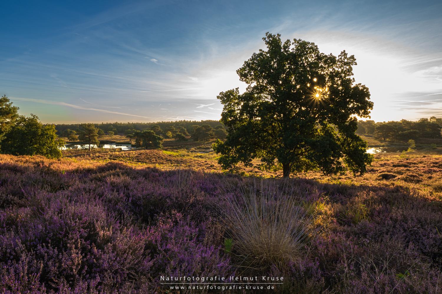 Fotoworkshop "Landschaftsfotografie im Nationalpark De Maasduinen" Fotoworkshop Landschaftsfotografie De Maasduinen