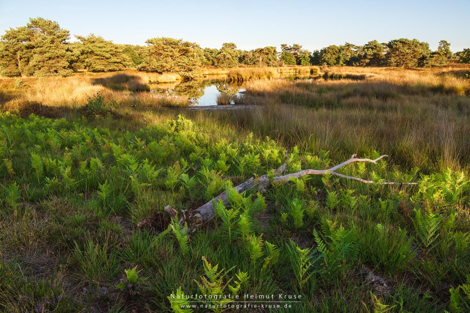 Fotoworkshop "Landschaftsfotografie im Nationalpark De Maasduinen" Fotoworkshop Landschaftsfotografie De Maasduinen