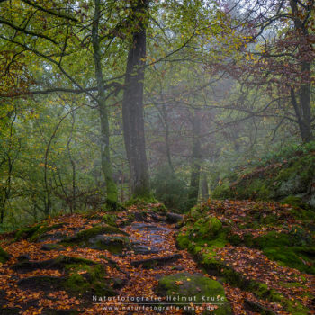 Landschaftsfotografie im Wald