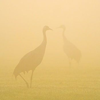 Fotoworkshop-Kraniche