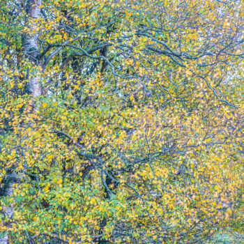 Fotoworkshop-Kraniche
