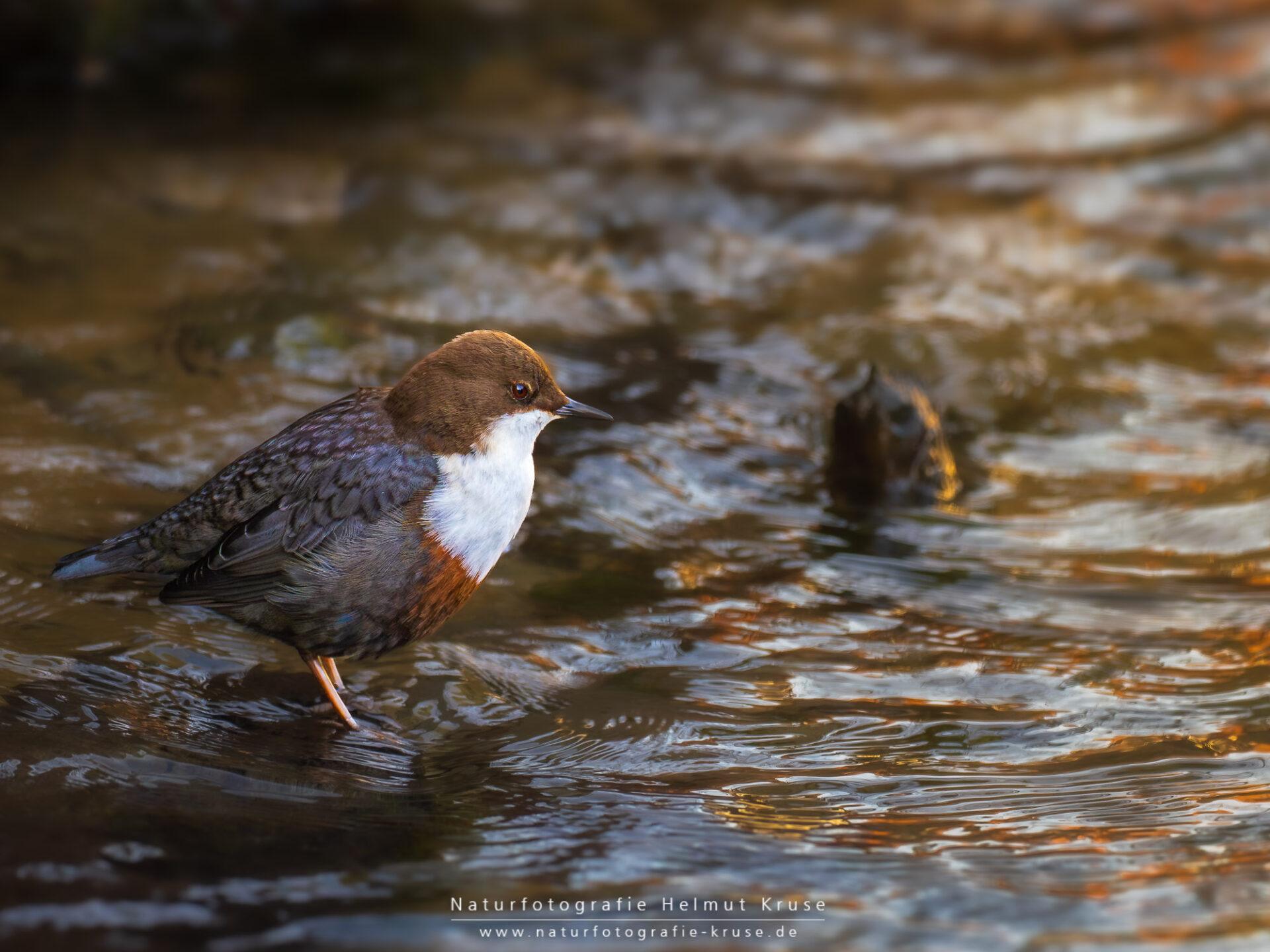 Fotoworkshop "Eisvogel" Eisvogel fotografieren