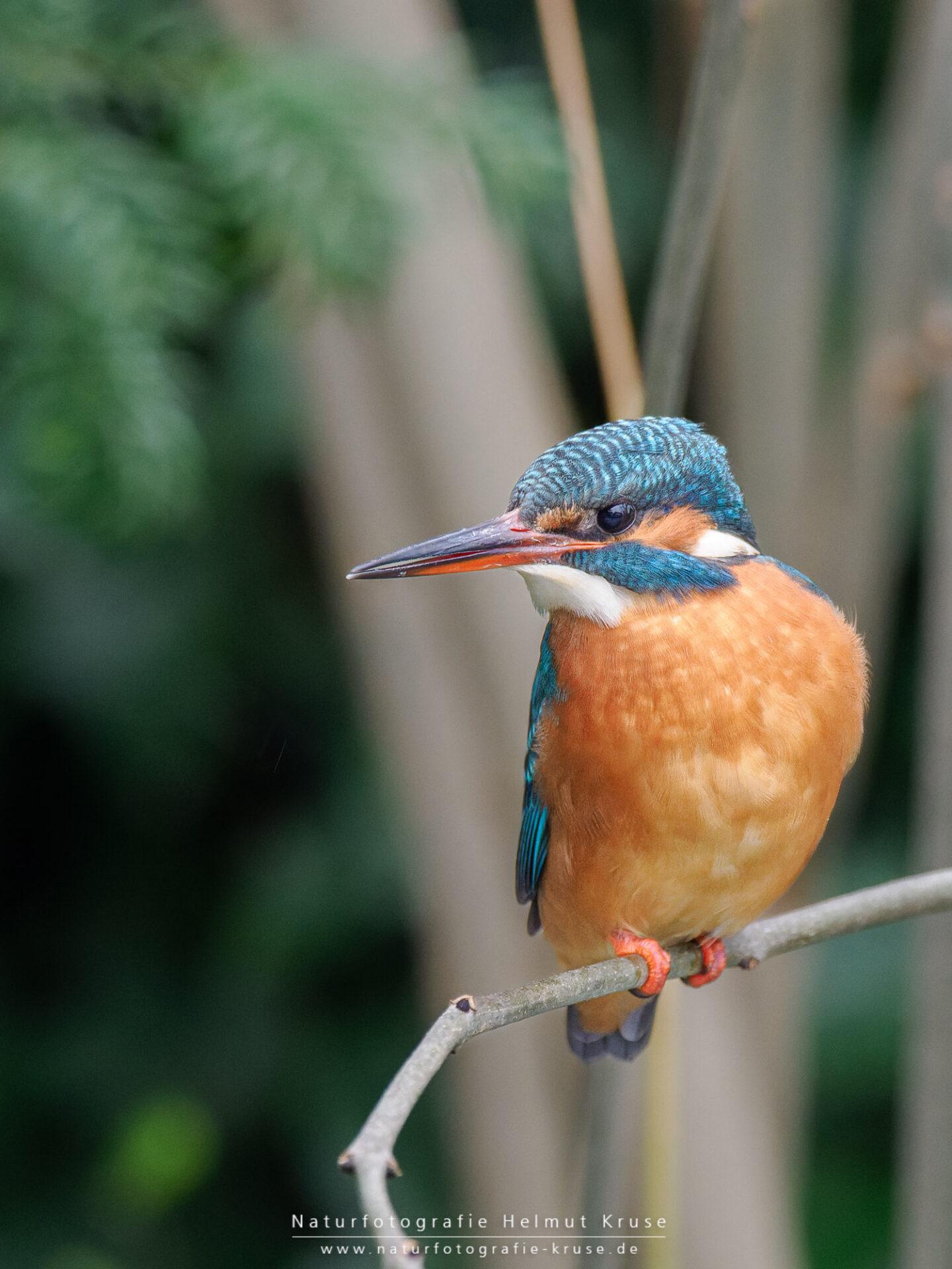 Fotoworkshop "Eisvogel" Eisvogel fotografieren