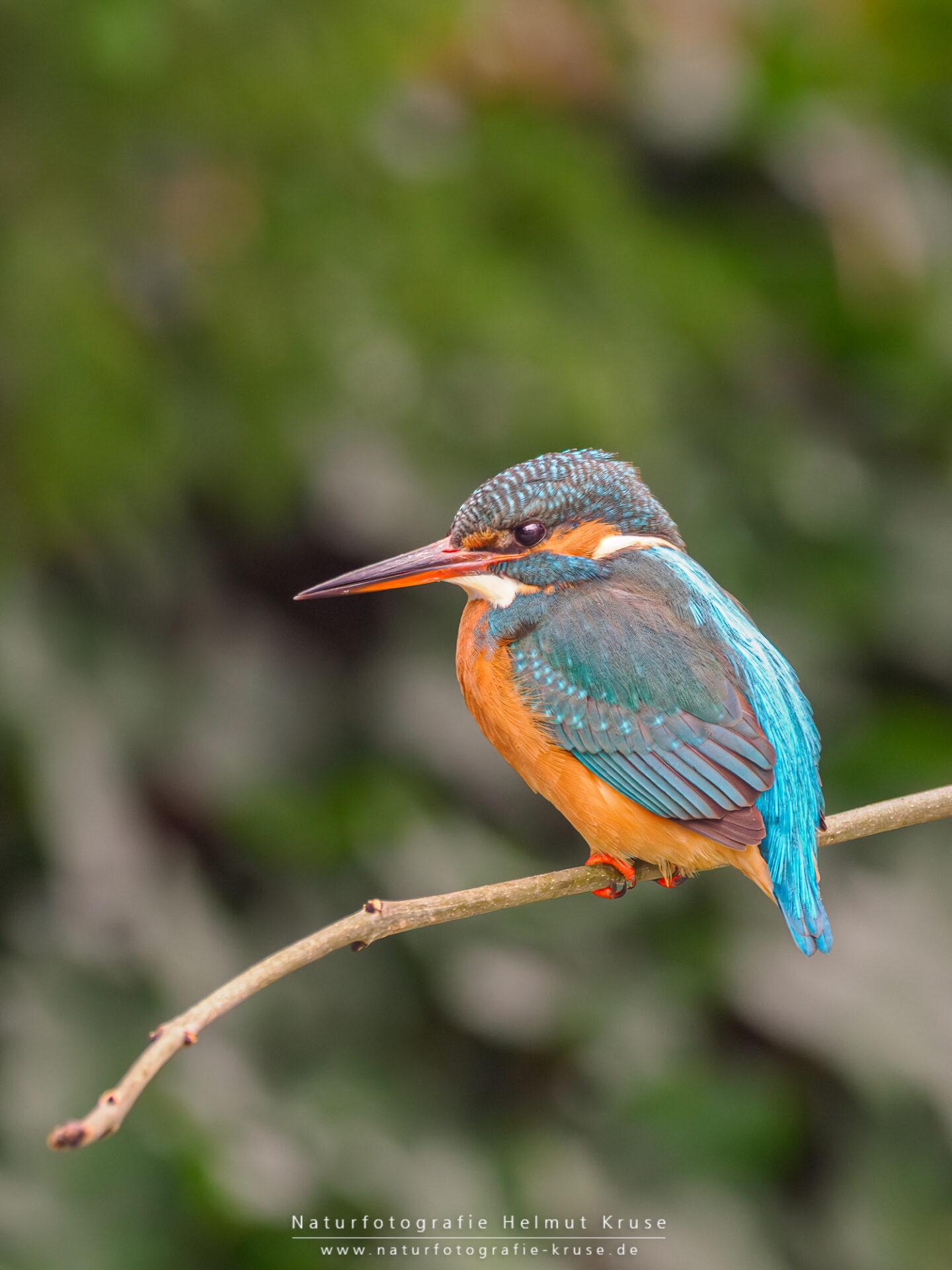 Fotoworkshop "Eisvogel" Eisvogel fotografieren