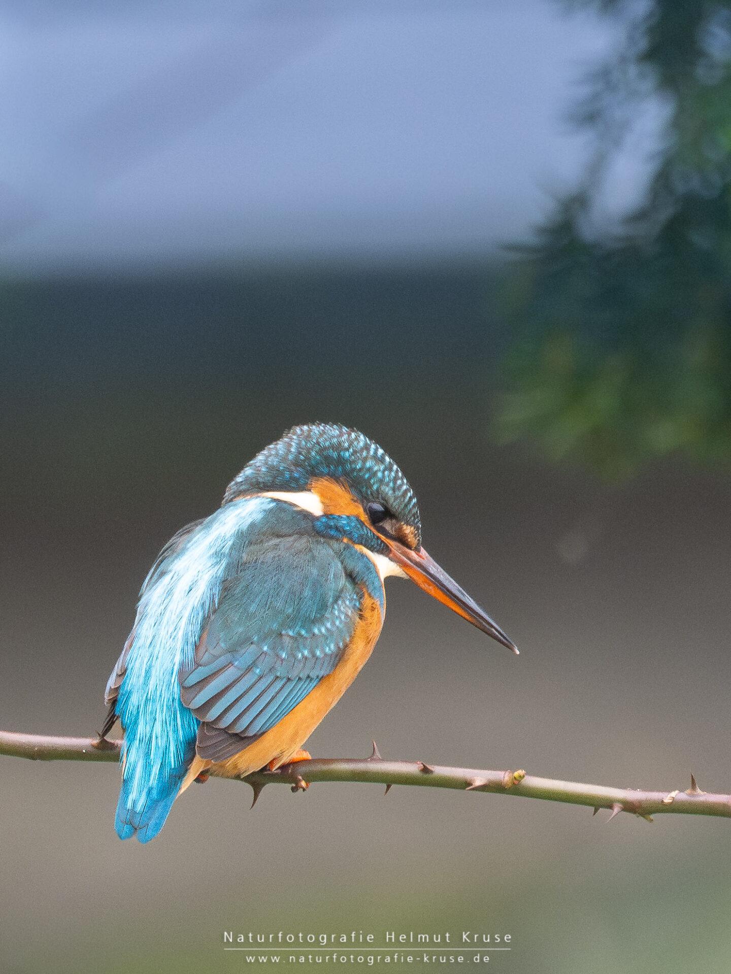 Fotoworkshop "Eisvogel" Eisvogel fotografieren