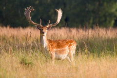Tierfotografie