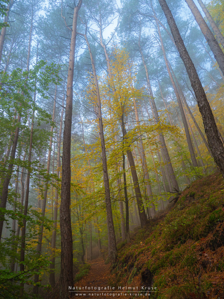 Fotoworkshop Pfälzerwald