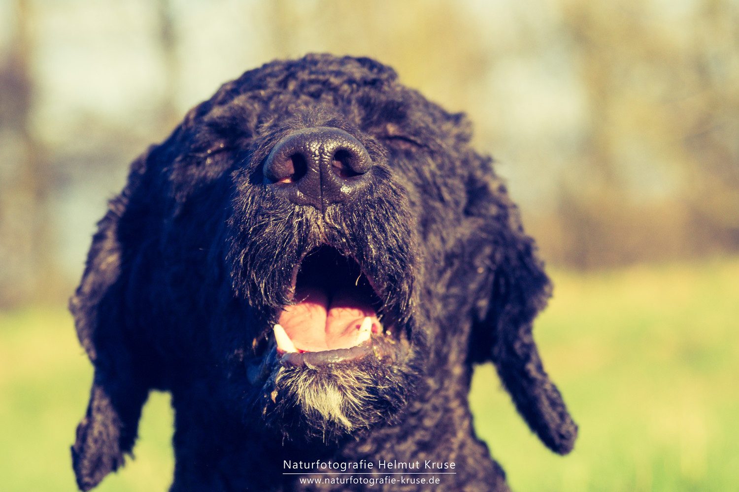 Hundefotografie