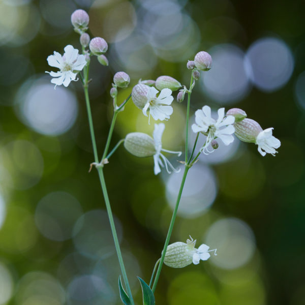 Kreative Pflanzenfotografie