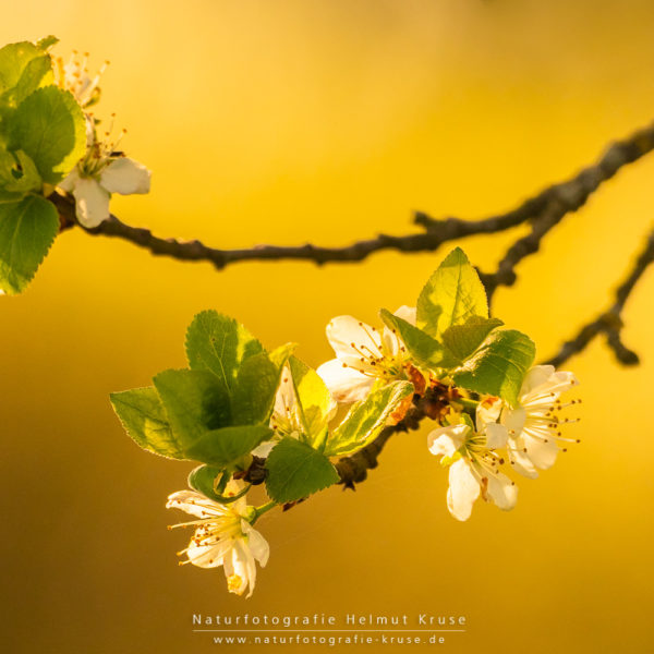 Kreative Pflanzenfotografie