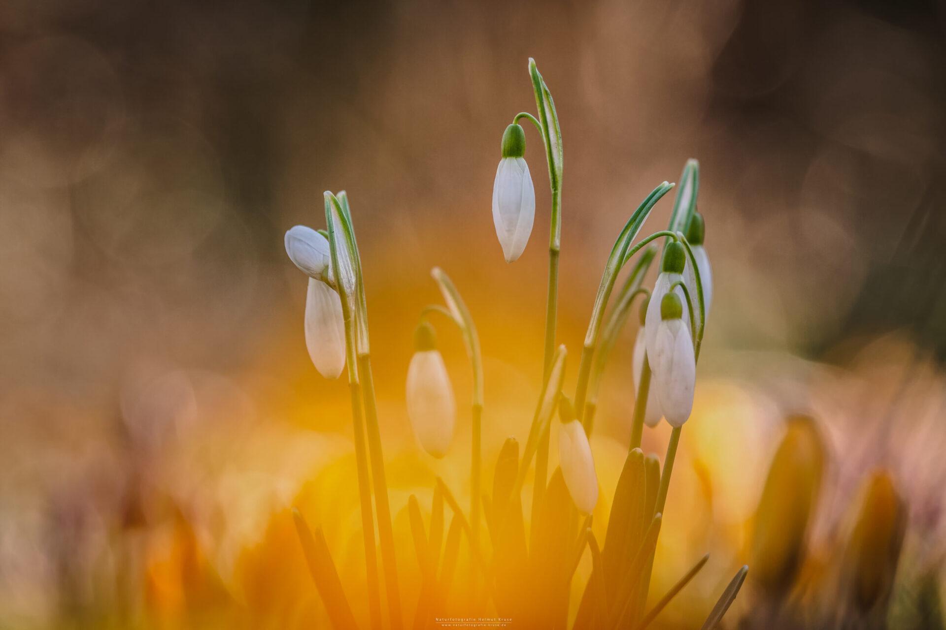 Pflanzenfotografie Pflanzenfotografie