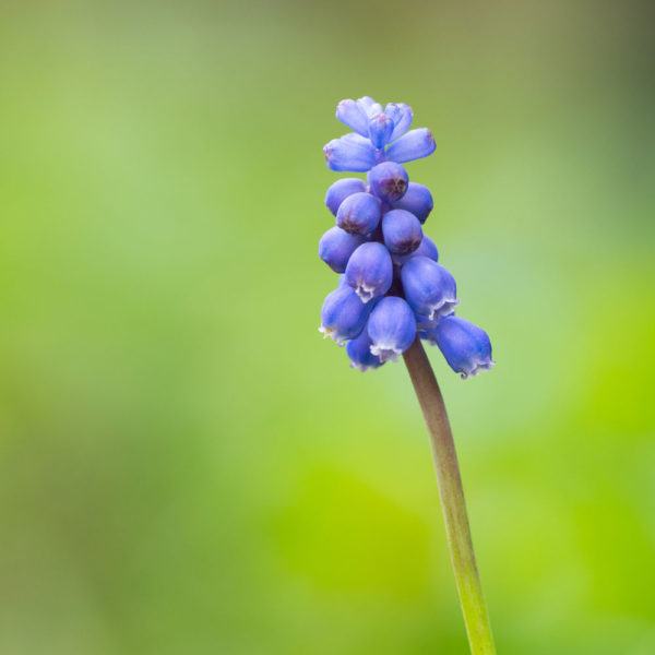 testbericht-samyang-135-f2-0-12-600x600.