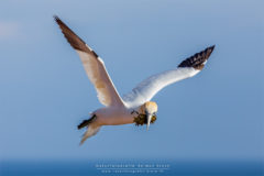 Tierfotografie