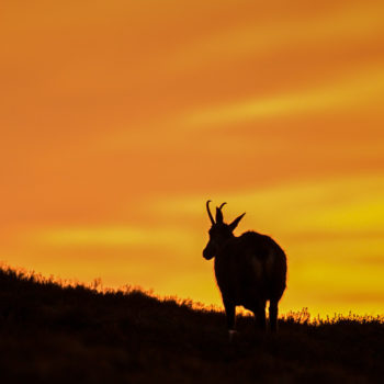 Tierfotografie